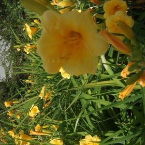 Meet your Posher, Sharla